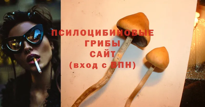 Псилоцибиновые грибы Psilocybe  Приморско-Ахтарск 